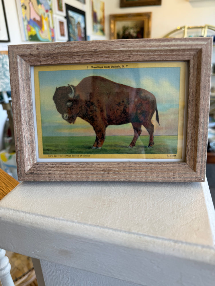 Small Framed Buffalo Postcard