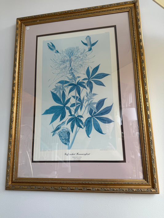 Audubon Hummingbird Print