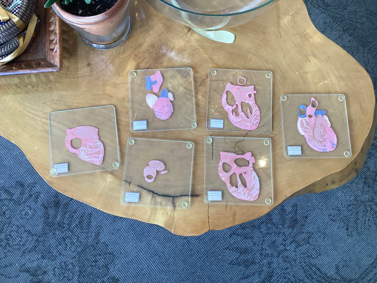 Heart Cross Section Coasters