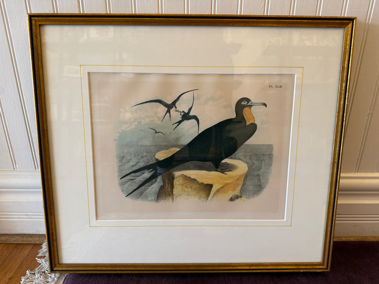 Frigate Bird Print