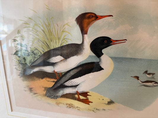 Goosander Duck Framed Print