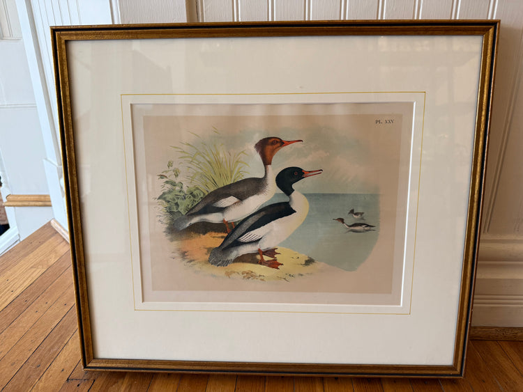 Goosander Duck Framed Print