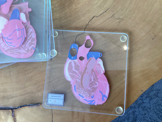 Heart Cross Section Coasters