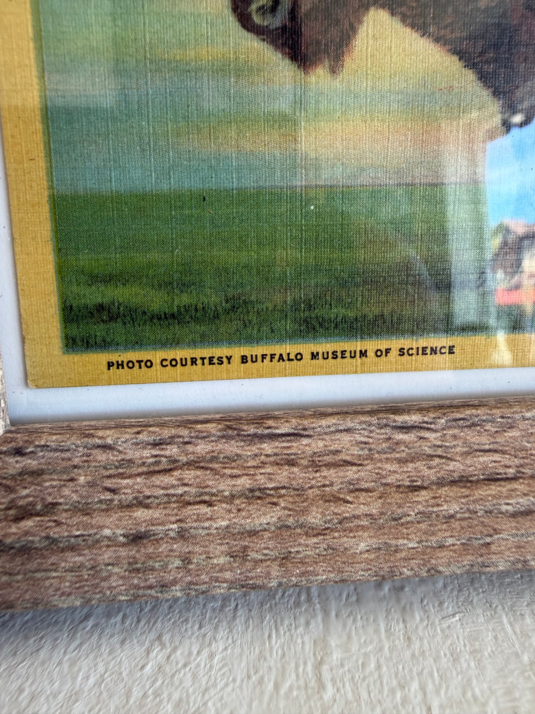 Small Framed Buffalo Postcard