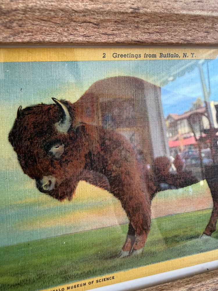 Small Framed Buffalo Postcard