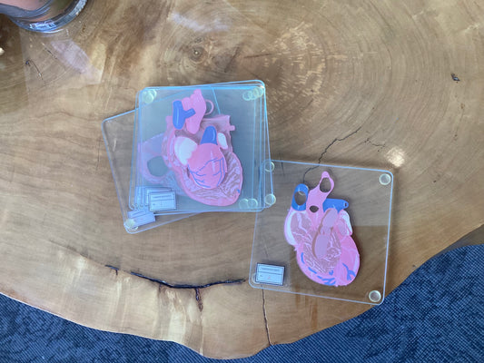 Heart Cross Section Coasters