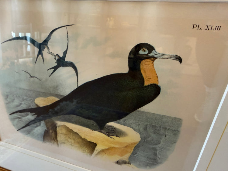 Frigate Bird Print